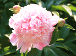 paeonia