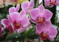 rozi phalaenopsis