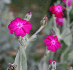 lychnis