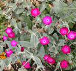 lychnis