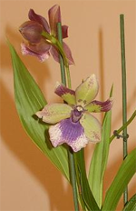 sanjin zygopetalum