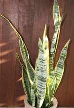 sanseveria