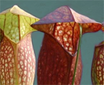 sarracenia