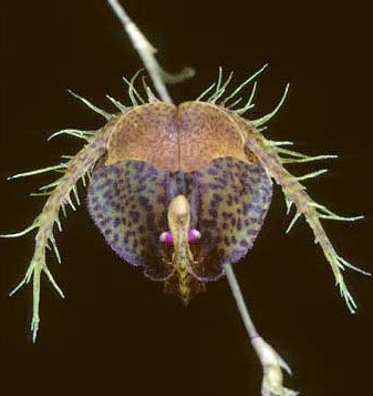 jedan od pripadnika pleurothallids skupine orhideja scaphosepalum fimbriatum
