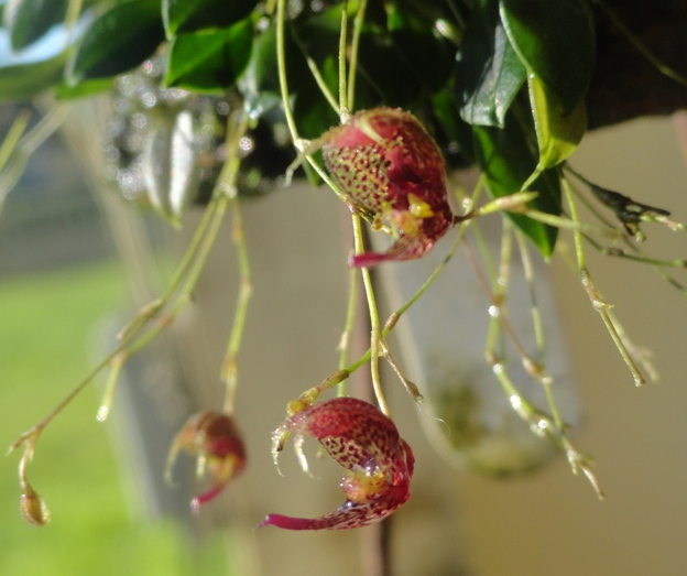 scaphosepalum rapax pleurothallidinae grow this orchid