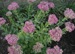 sedum spectabile lisa