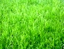 priprema tla sadnja odrzavanje dohranjivanje travnjaka travnatih povrsina