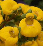 calceolaria