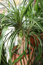 beaucarnea recurvata