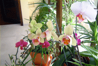 u stakleniku će Vaše orhideje uživati
