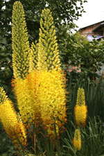 eremurus bungei