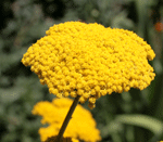 achillea