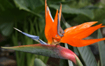 strelitzia reginae