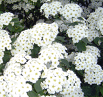 surucica_spirea.png