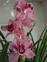 cymbidium naše Sydney