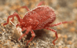 tetranychus urticae macro