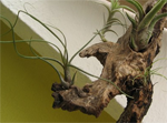 tillandsia.png