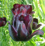 black tulip