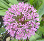 allium