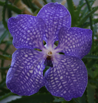 blue vanda orchid