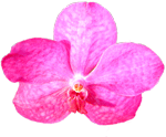 pink vanda