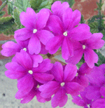 verbena