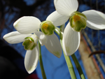 galanthus nivalis