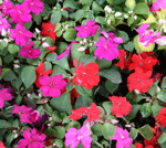 impatiens