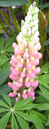 lupinus