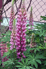 lupinus