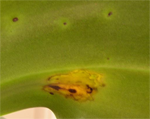 žute fleke na phalaenopsisu