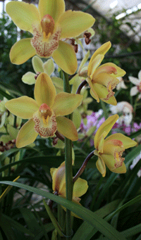 yellow cymbidium orchid