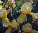 yellow iris