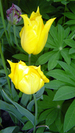 yellow tulip