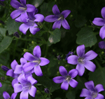 campanula