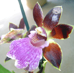 zygopetalum arthur elle